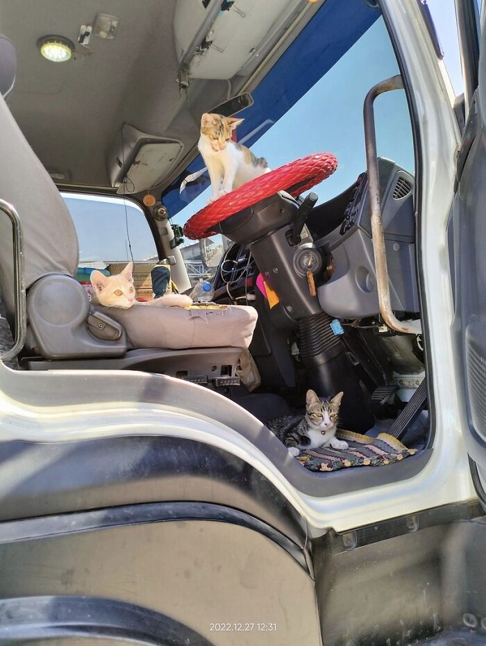 Three adorable cats inside a truck cabin, one on the steering wheel, showing top-tier work behavior.