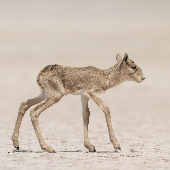 Young antelope walking on dry land, showcasing stunning wildlife in a breathtaking nature photo by Daniel Rosengren.
