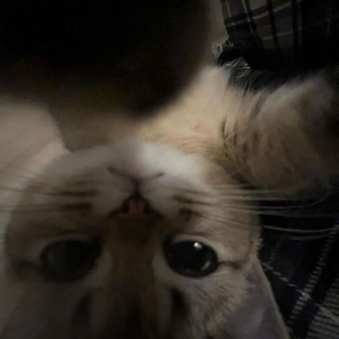 Cartoon of a playful cat with colorful paw pads, inspired by viral cat moments turned into funny art.