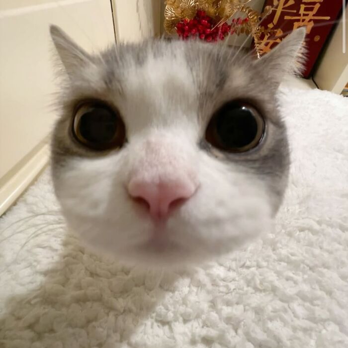 Cartoon-style funny art of a viral cat moment featuring an expressive wide-eyed cat face with pink ears.