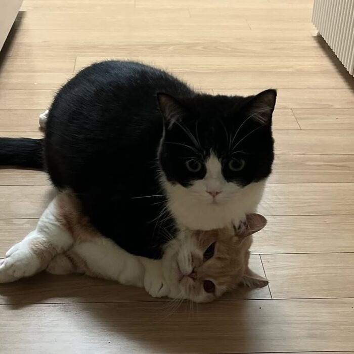 Two cats playfully interacting in a funny art style illustrating viral cat moments by a creative artist.