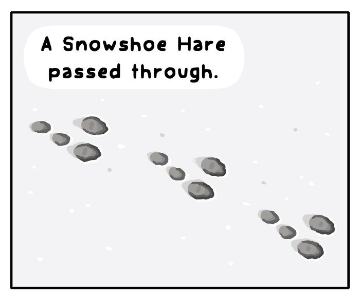 Comic panel showing animal footprints in snow with text about an American Red Squirrel in playful wildlife artwork.