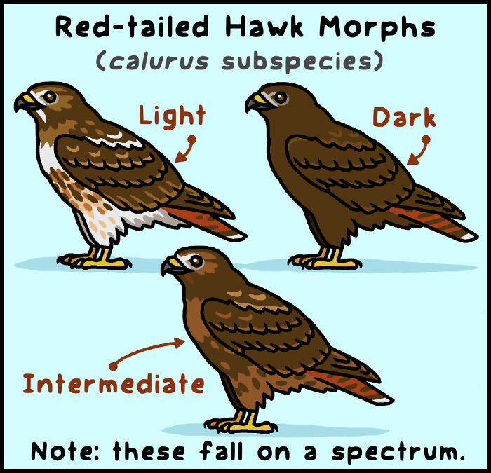 Definition of polymorphism in a playful comic style illustrating a nature and wildlife concept by an artist.