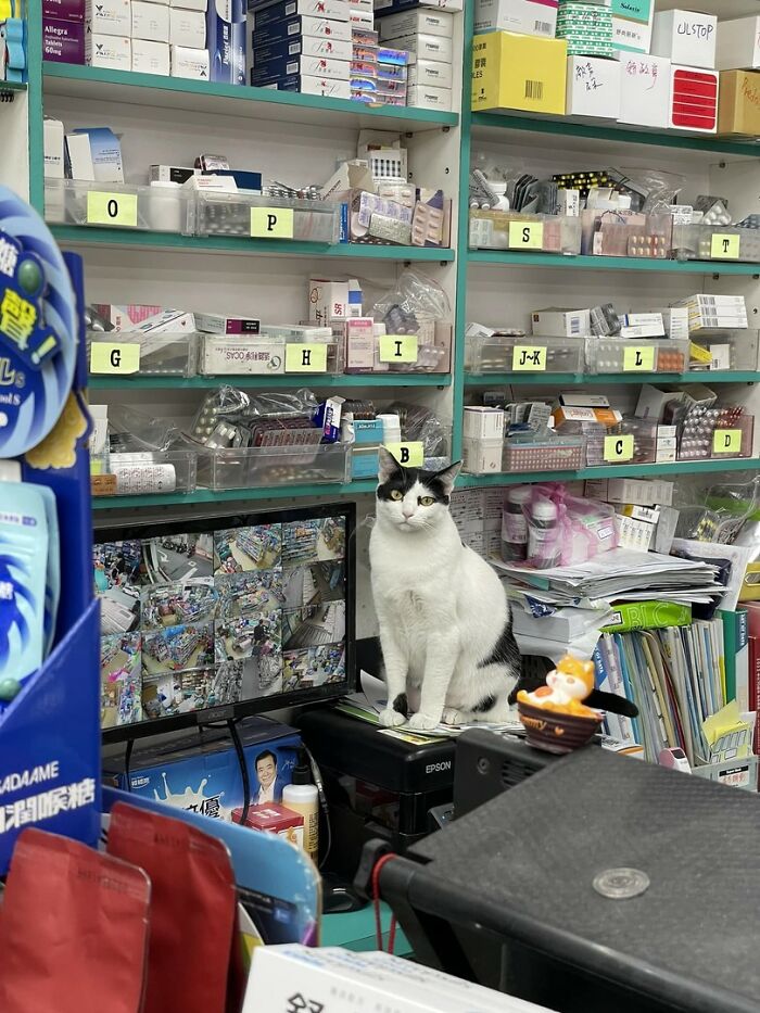 Black and white cat sitting on counter in a pharmacy surrounded by medicine shelves in an adorable cat work setting