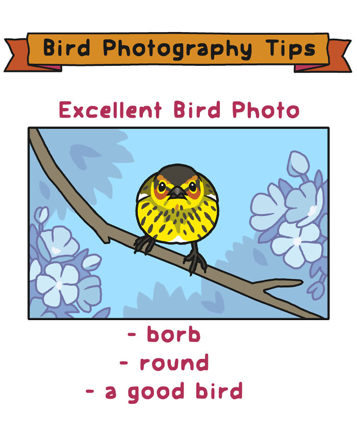 Bird photography tips comic showing a colorful bird on a branch with lighting and focus advice for wildlife.