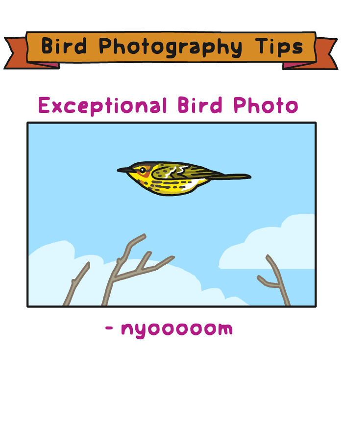 Bird photography tips comic showing a colorful bird on a branch with lighting and focus advice for wildlife.