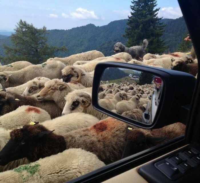 Sheep blocking a mountain road with a sheepdog nearby, a scene only people raised in Eastern Europe can relate to.