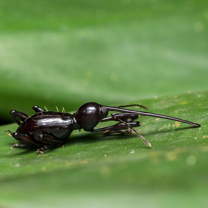 Close-up of a unique insect on a green leaf showcasing breathtaking wildlife photography in nature.