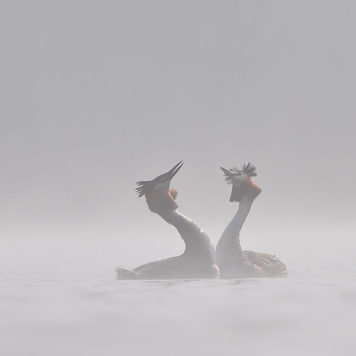 Two grebes in misty water captured in breathtaking wildlife photos showcasing nature up close by Daniel Rosengren.