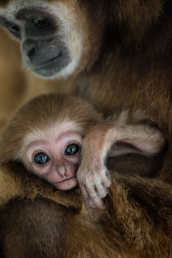 This Baby Gibbon Just Won The Internet With One Hug