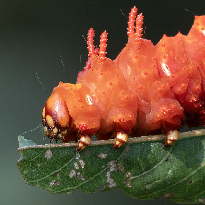 Close-up of a vibrant red caterpillar on a green leaf showcasing detailed wildlife photography in nature.