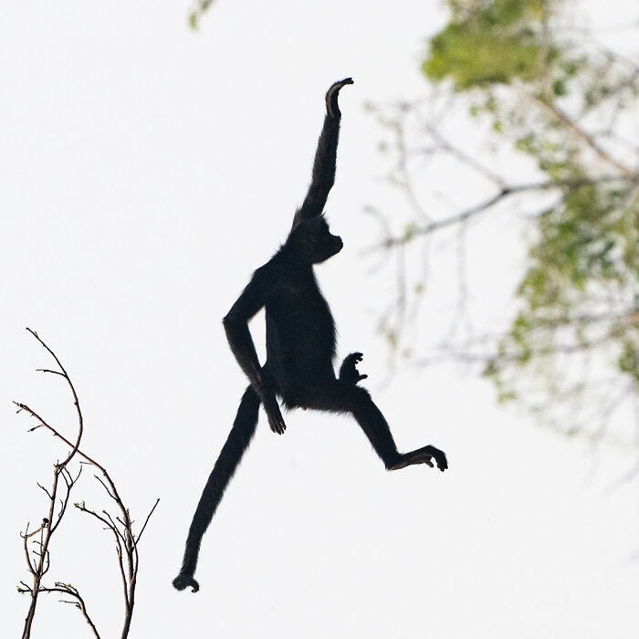 Silhouette of a black spider monkey swinging between tree branches in breathtaking wildlife photos showcasing nature.