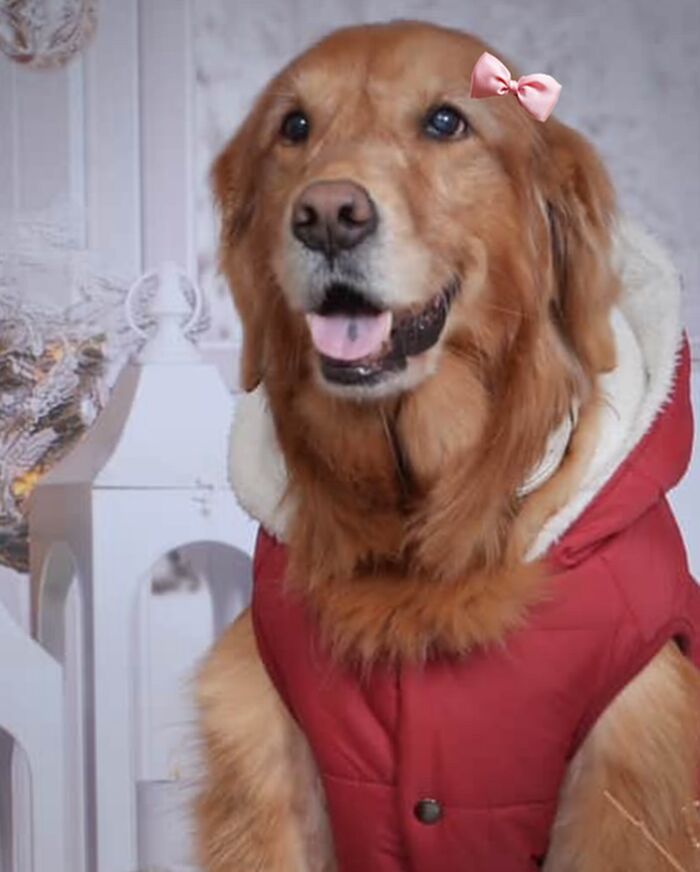 Framed wool felt pet portrait of a golden retriever wearing a red jacket and pink bow, highly realistic needle felt art.