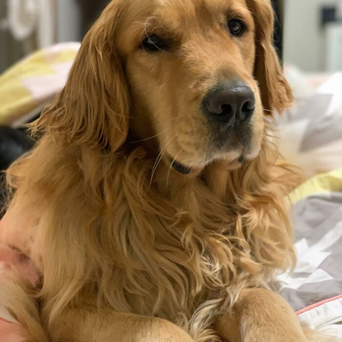 Framed wool felt pet portrait of a golden retriever, showcasing highly realistic wool felt pet artistry.