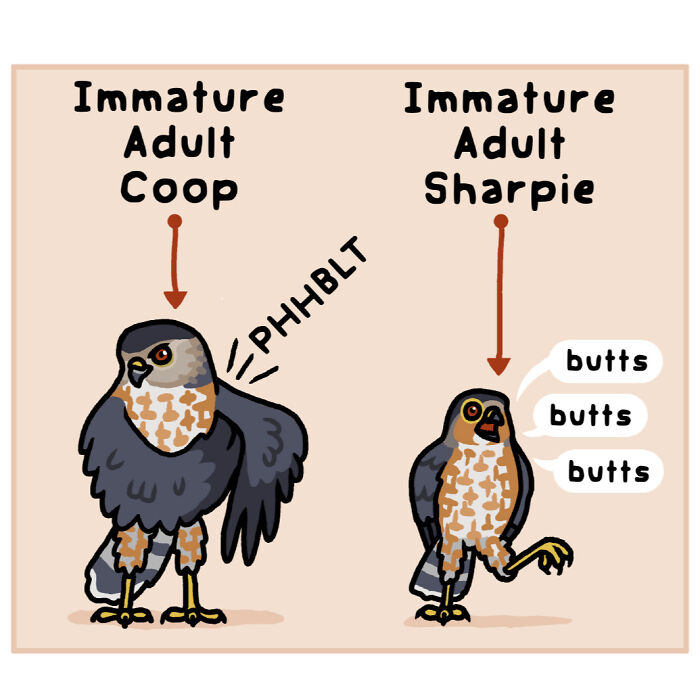Illustrated comic showing differences between two birds, highlighting playful nature and wildlife in a fun artistic style.