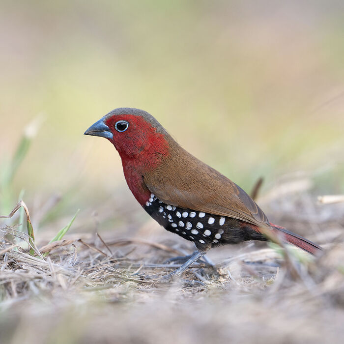 Close-up wildlife photo of a colorful red and brown bird with spotted feathers in a natural setting.
