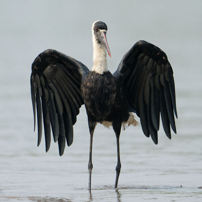 Black and white bird with wings spread standing in shallow water in a breathtaking wildlife photo of nature.