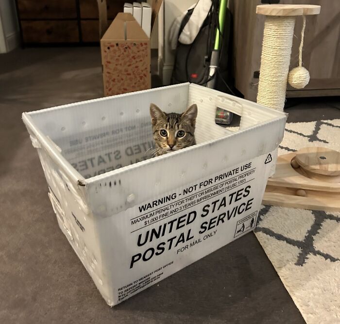Tabby cat sitting inside a United States Postal Service box, showcasing adorable cats in playful and cozy settings.