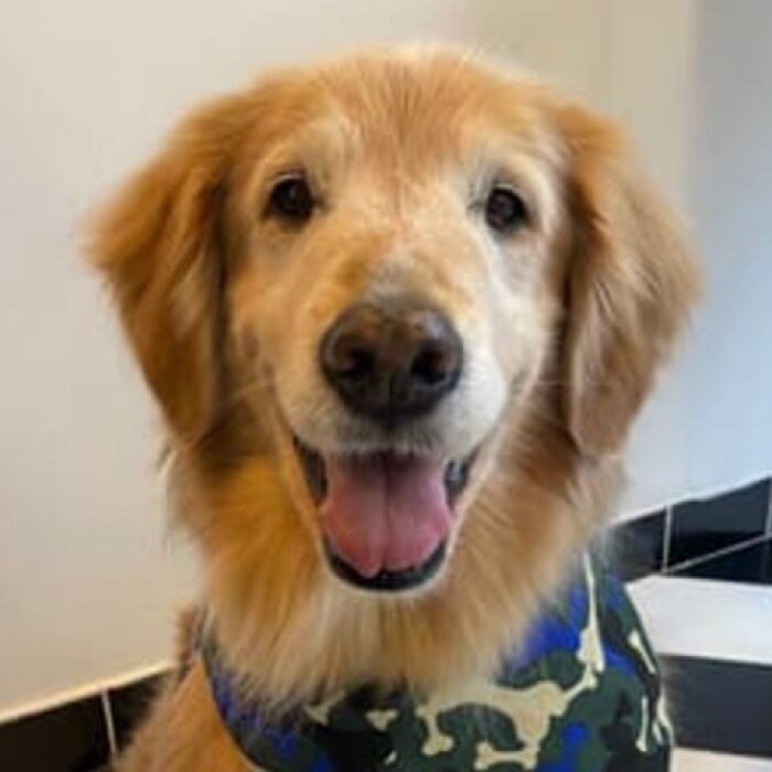 Framed wool felt pet portrait of a golden retriever wearing a green and blue bandana, showcasing realistic wool felt pets.