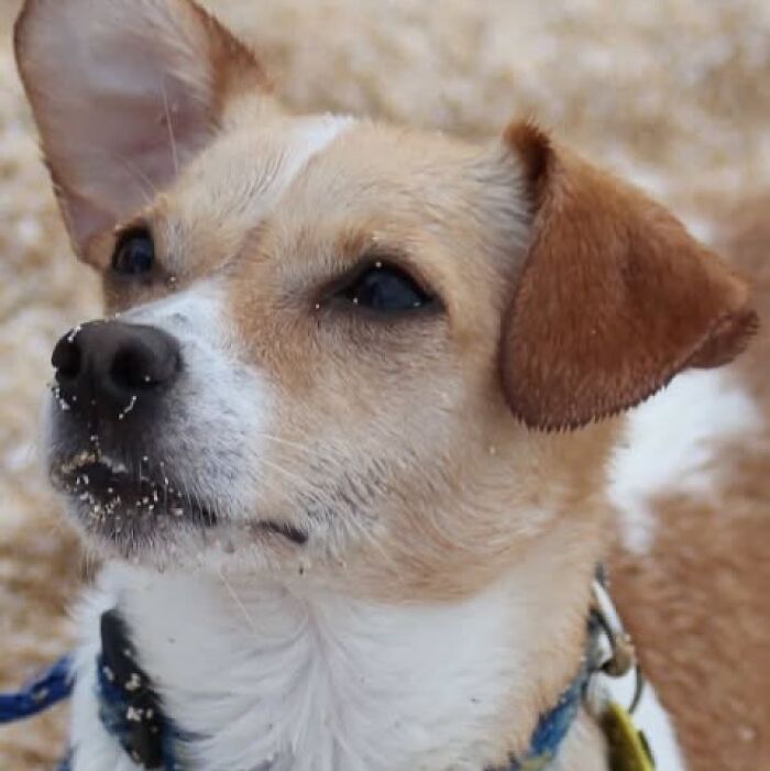 Wool felt pet portrait of a dog with realistic fur texture, capturing lifelike details in a wooden frame.