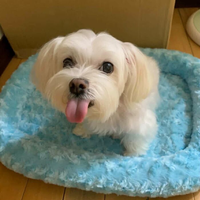 Realistic wool felt pet artwork of a small white dog lying on a blue blanket, framed in wood on a table.