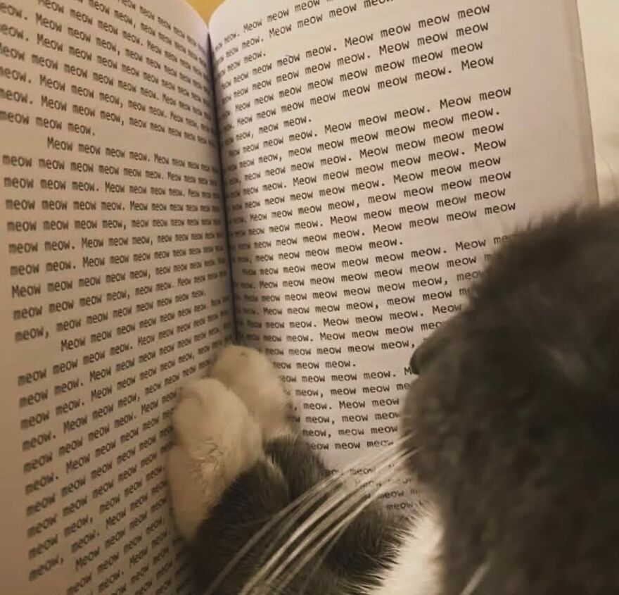 Cat paws resting on a book filled with the word meow repeated, showing adorably funny moments with cats.