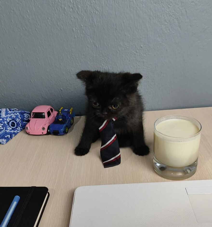 Black kitten wearing a striped tie sitting on a desk next to toy cars, a glass of milk, and a laptop, showcasing funny cat moments.