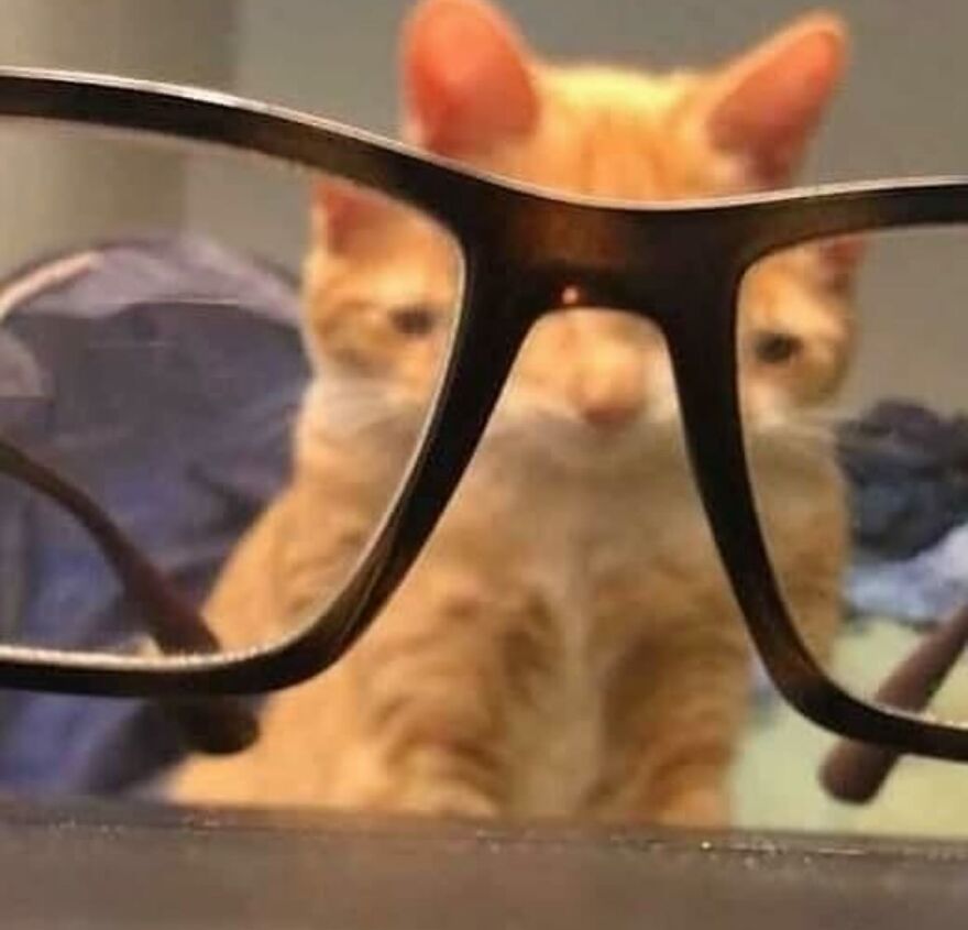 Orange cat seen through black glasses, showcasing adorably funny moments that prove life is never boring with cats.