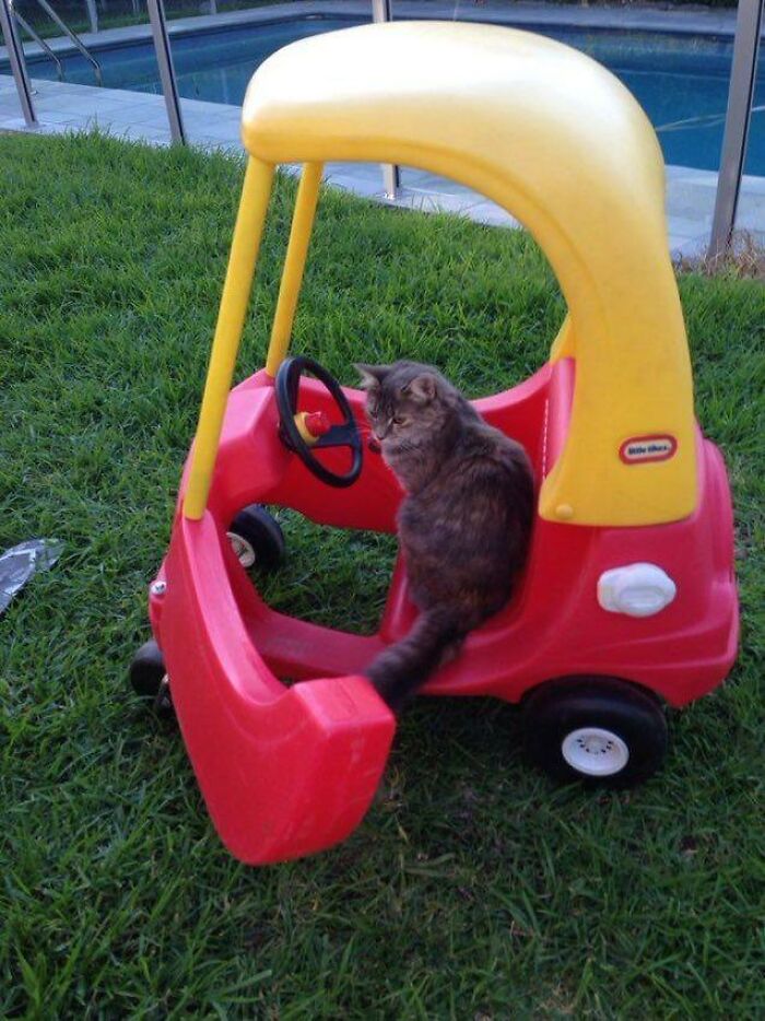 Cat sitting inside a red and yellow toy car on grass, showcasing adorable cats in playful settings.