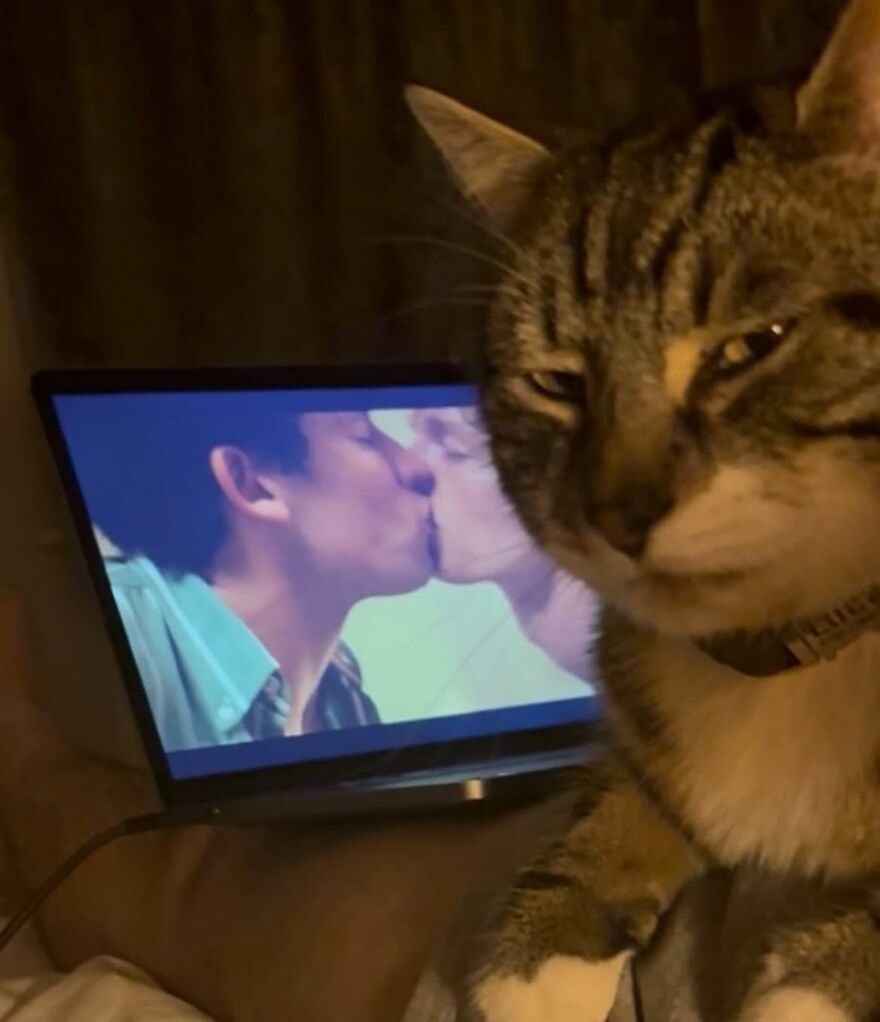 Tabby cat posing with a unimpressed expression in front of a screen showing two people kissing in funny cat photos.