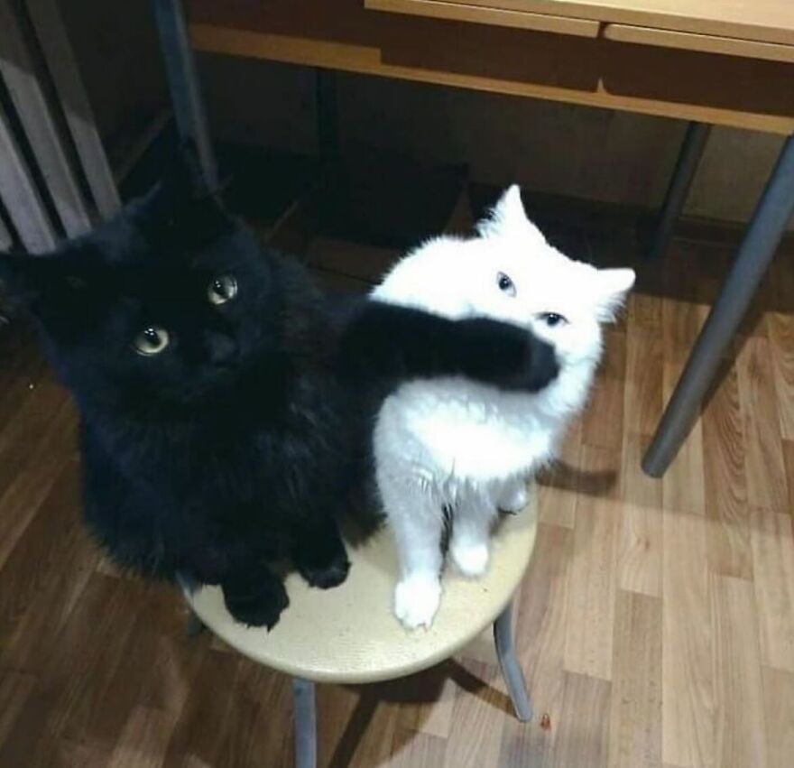 Two cats on a stool, one black cat playfully covering the white cat's face, showing funny cat behavior.