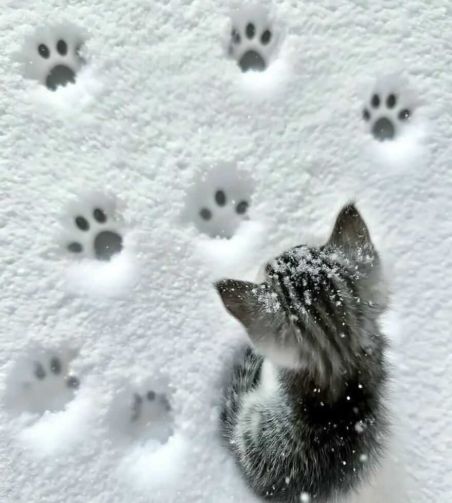 Kitten sitting in snow surrounded by adorable funny cat paw prints, proving life is never boring with cats.