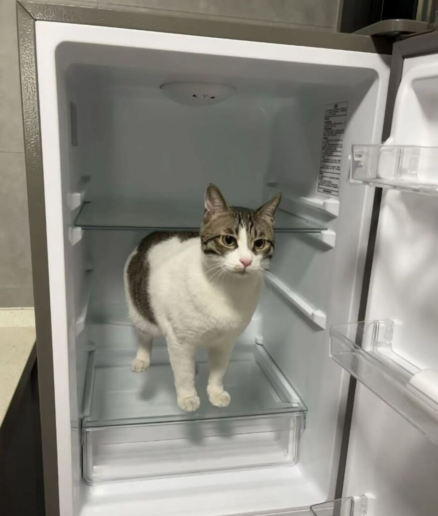 Cat standing inside an open fridge, showcasing one of the adorably funny photos proving life is never boring with cats.