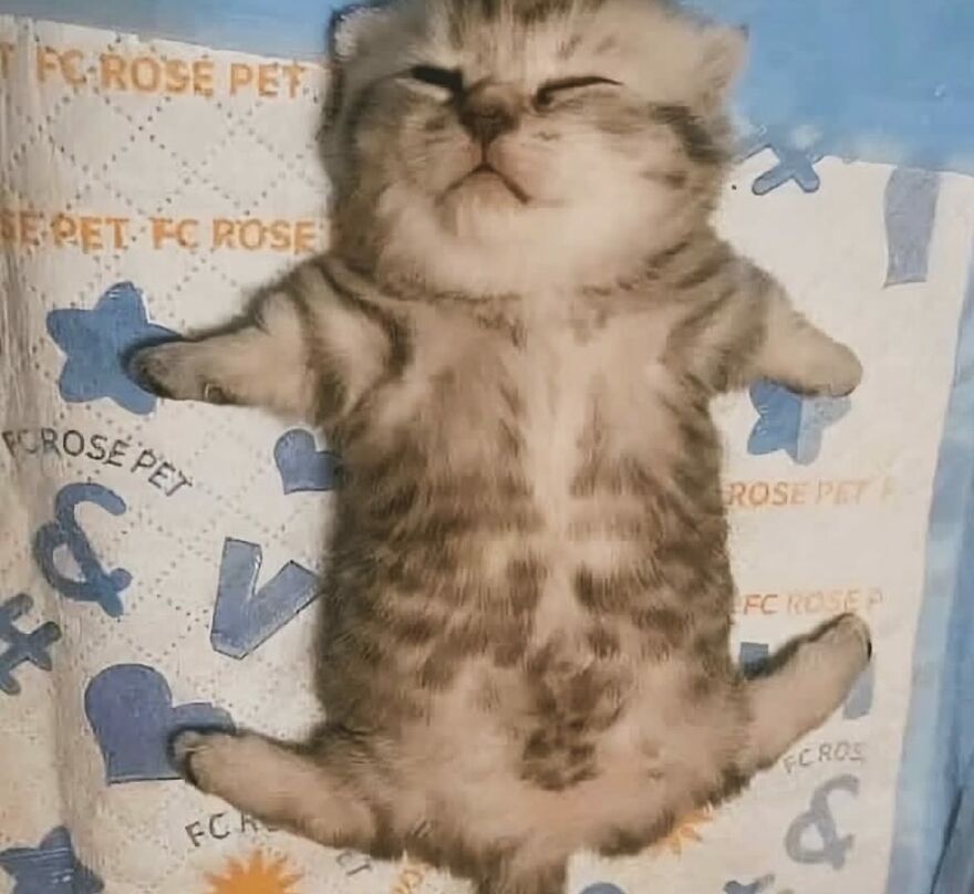 Adorable kitten lying on its back with paws spread, showcasing why life is never boring with cats.