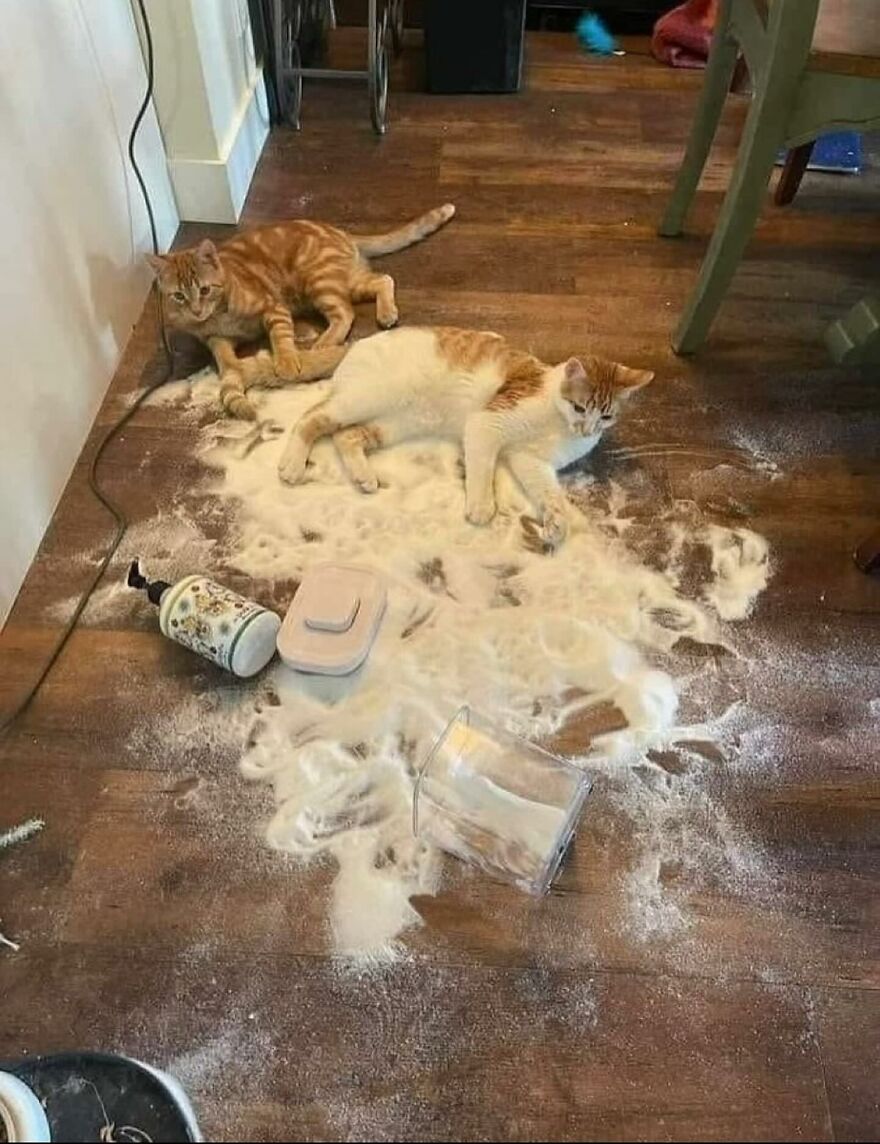 Two cats lying on a wooden floor covered in spilled powder, showcasing funny and adorable cat antics.