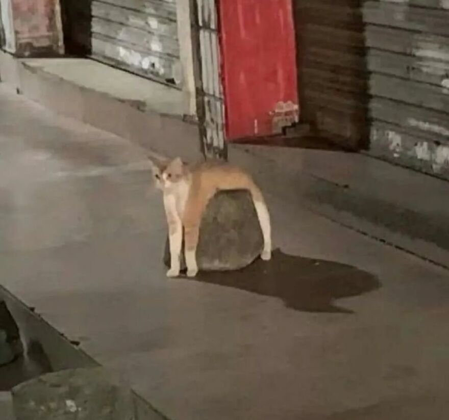 Cat standing with front paws on the ground and back legs draped over a rock, showing funny and adorable cat behavior.