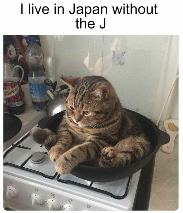 Cat sitting curled up inside a cooking pan on a stove, showcasing one of the adorable animal moments shared online.