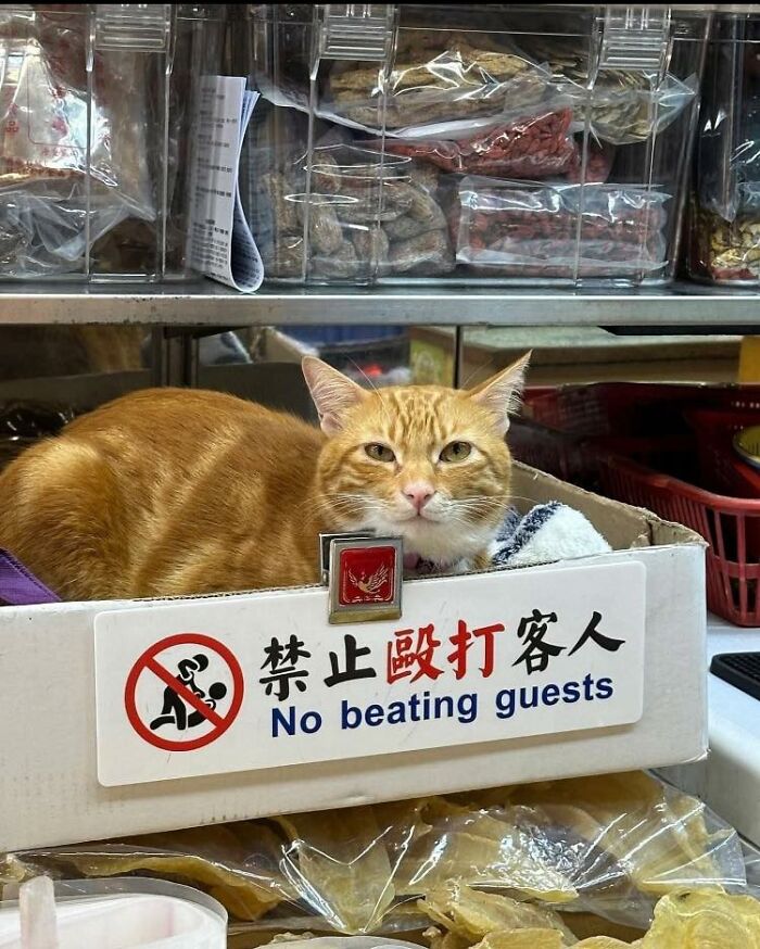 Orange cat resting in a box with a sign, capturing one of the adorable animal moments shared in a popular Facebook group.