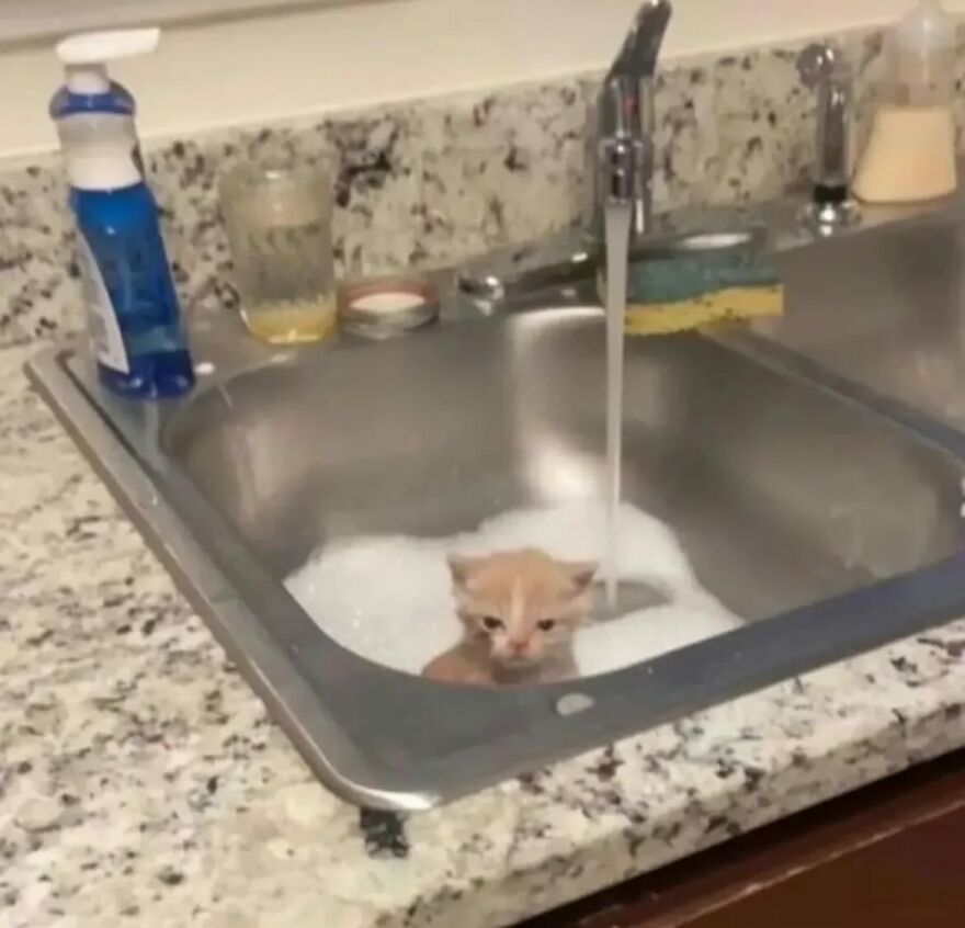 Kitten sitting in a kitchen sink filled with bubbles under running water, showcasing funny and adorable cat moments.