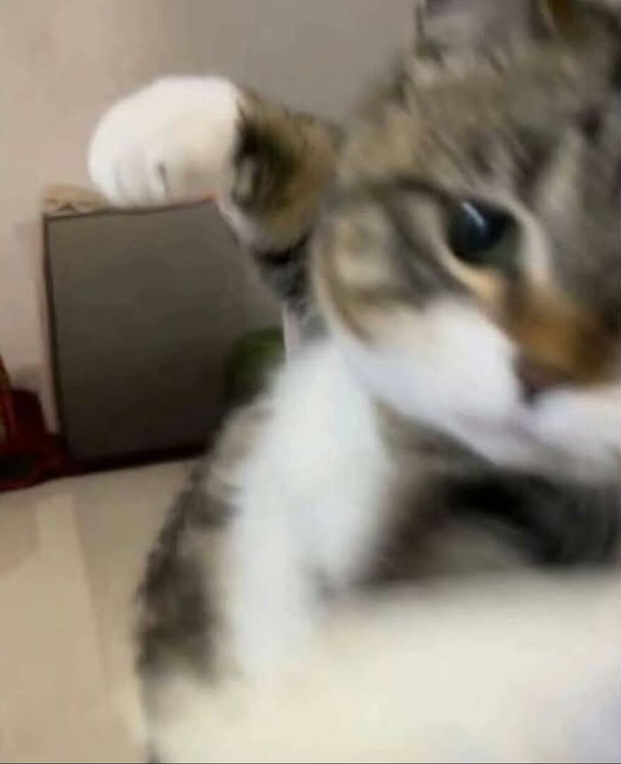 Close-up of a playful cat with a paw raised, showcasing adorably funny moments with cats at home.