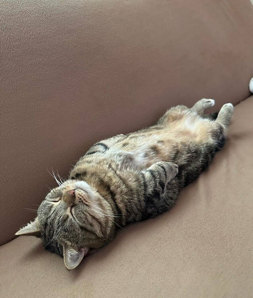 Tabby cat lying on its back asleep on a couch, showing adorable and funny moments that prove life with cats is never boring.