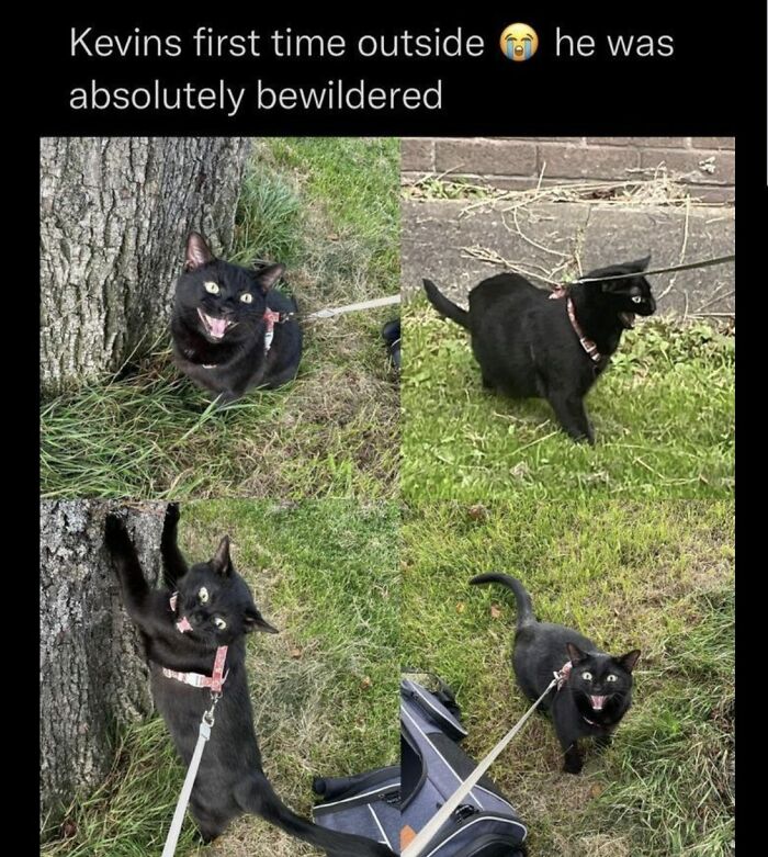 Black cat on a leash experiencing outside for the first time, showing adorable animal moments full of bewilderment and surprise.
