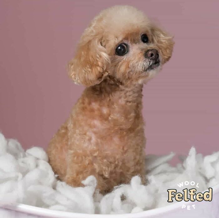 Framed wool felt pet sculpture of a small dog with realistic fur texture and expressive eyes on a soft background.