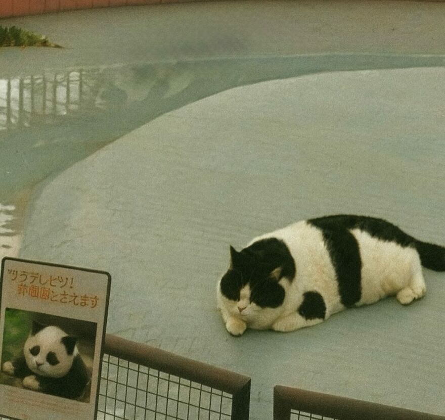Black and white cat lying down beside a sign with a panda photo, showcasing funny cat moments to brighten life.