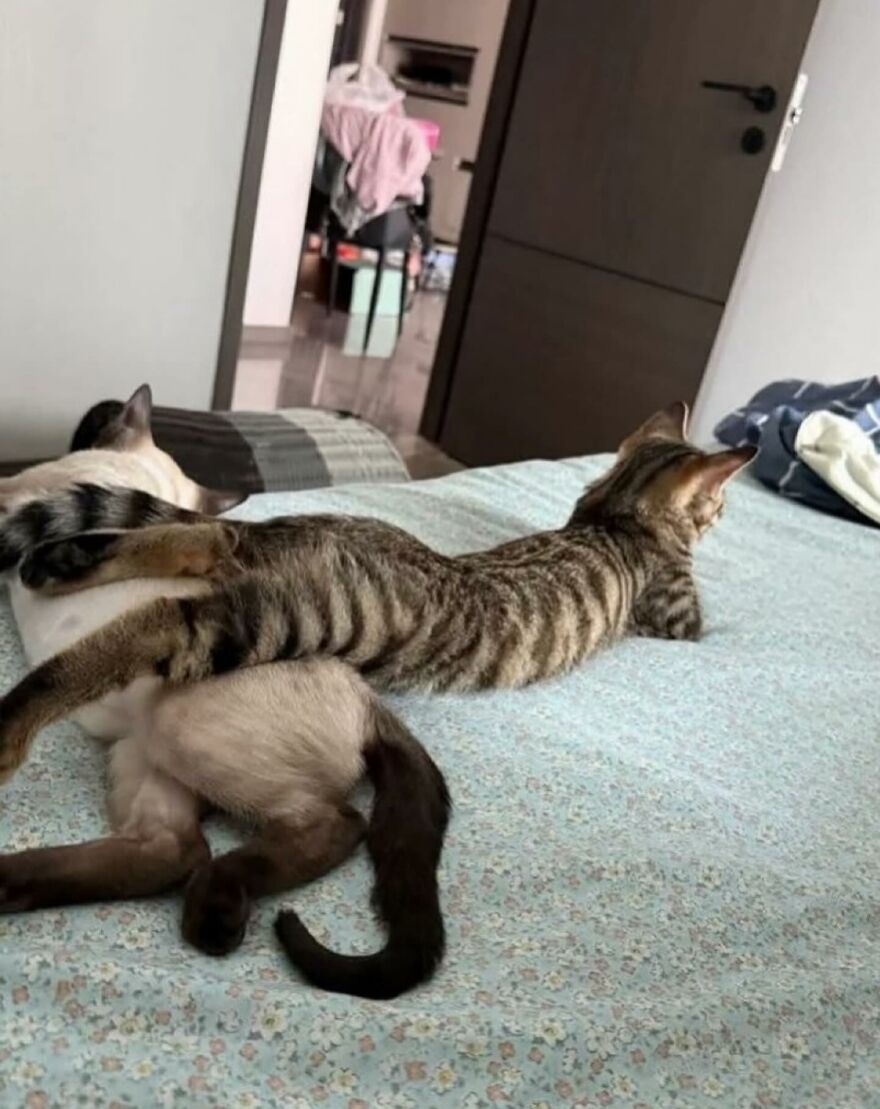 Two cats lying on a bed in a playful pose showing how life is never boring with cats.