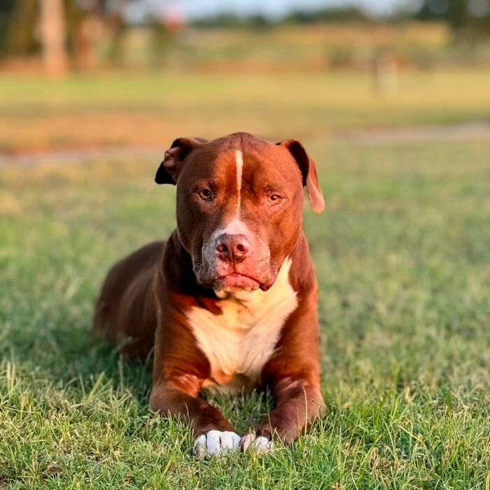 Framed wool felt pet portrait of a realistic brown and white dog on a green background displayed on a table.