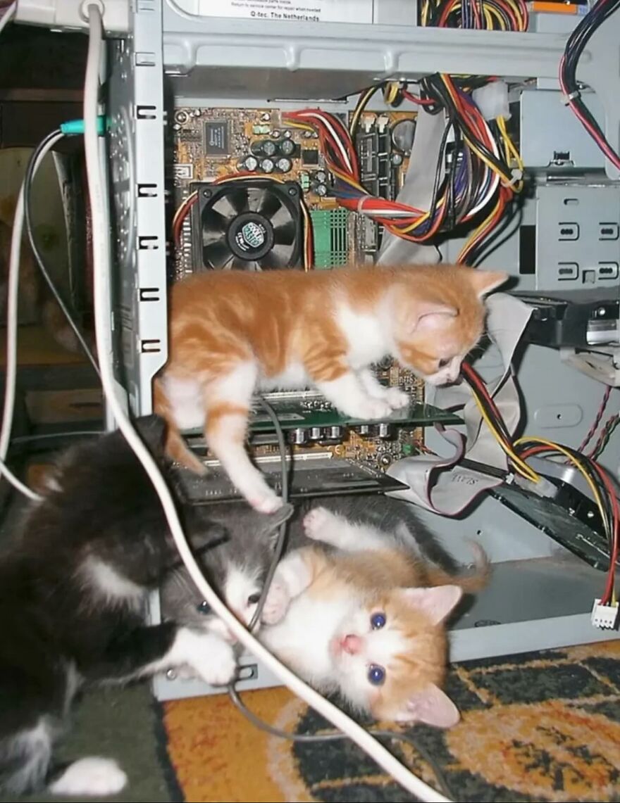 Three playful kittens exploring inside an open computer case, showcasing funny and adorable cat moments.