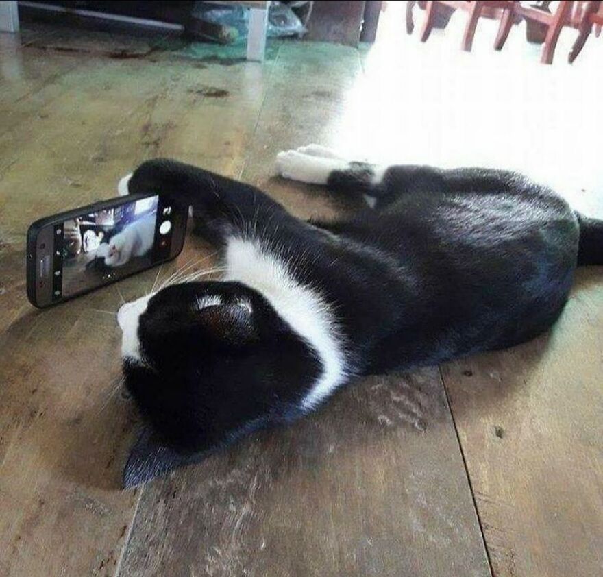 Black and white cat lying on floor taking a selfie with a smartphone, adorable and funny cat photo capturing life moments.