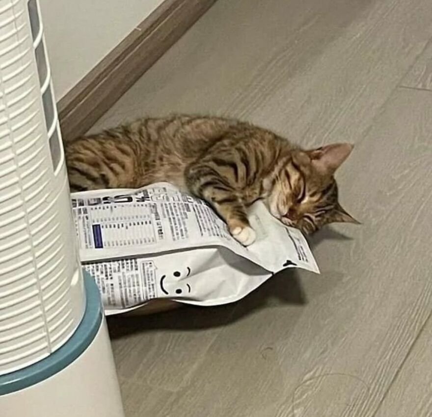 Tabby cat sleeping on a crumpled paper with a smiley face on wooden floor, showing funny cat moments.
