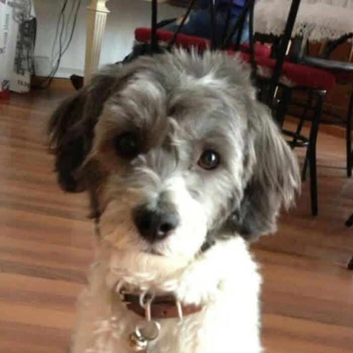 Framed wool felt pet portrait of a gray and white dog with detailed fur texture and realistic expression.